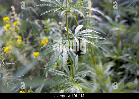 Wild Marijuana Altai Russia Stock Photo
