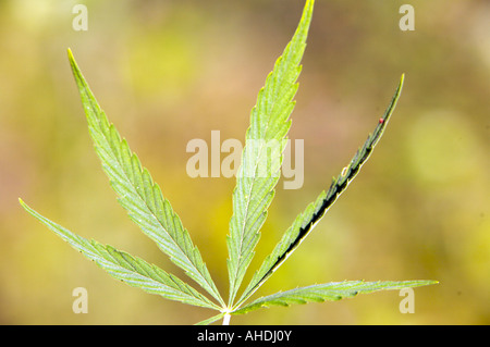 Wild Marijuana leafs Altai Russia Stock Photo