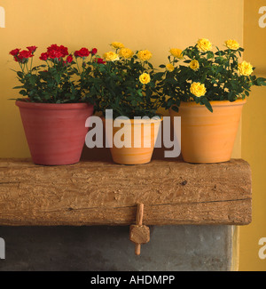 Close-up of yellow and red roses in painted terracotta pots on rustic wooden shelf Stock Photo