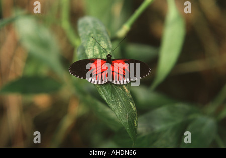 Postman butterfly resting on a leaf. Stock Photo