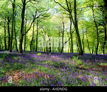 GB - OXFORDSHIRE:  Bluebells at Lower Dean's Wood Stock Photo