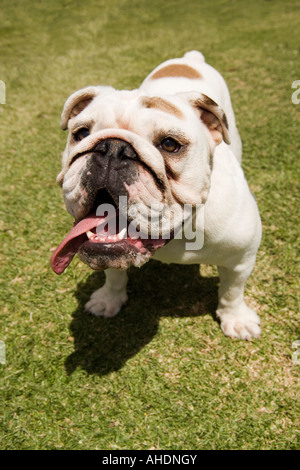 A small bulldog standing in a grassy park in the summer, his tongue hanging out of his mouth. Stock Photo