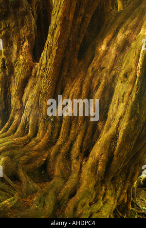 The trunk and roots of an ancient yew in Roslin Glen, Midlothian, Scotland, UK. Stock Photo