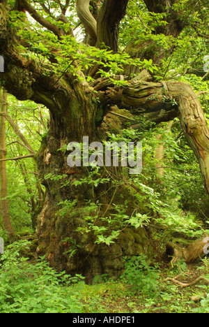 The Roslin sweet chesnut heritage tree, Roslin Glen, Midlothian, Scotland, UK Stock Photo