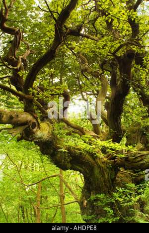 The Roslin sweet chestnut heritage tree, Roslin Glen, Midlothian, Scotland, UK Stock Photo