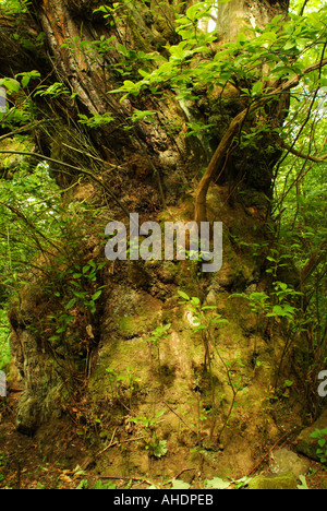 The trunk of the Roslin sweet chestnut heritage tree, Roslin Glen, Midlothian, Scotland, UK Stock Photo