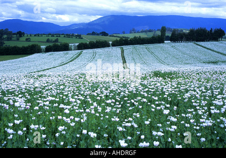 Opium poppy fields at Scottsdale, Tasmania, Australia Stock Photo