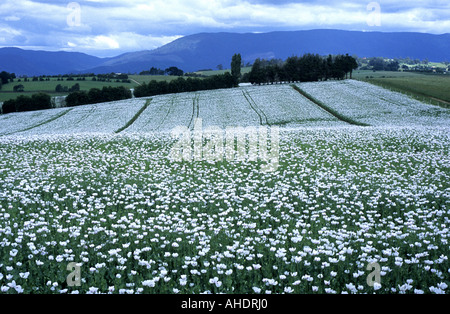 Opium poppy field at Scottsdale, Tasmania, Australia Stock Photo