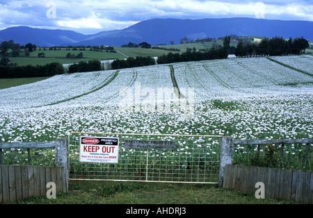 Opium poppy field at Scottsdale, Tasmania, Australia Stock Photo