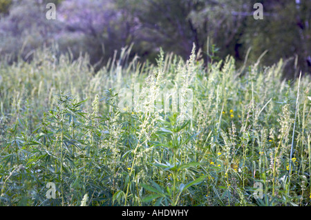Wild Marijuana and grass Altai Russia Stock Photo