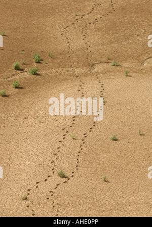 Two sets of human footprints wander across a mud cracked dry lake bed Stock Photo