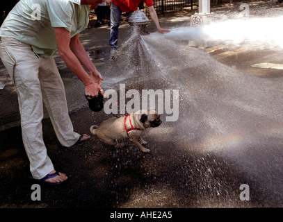 Man cooling his pug dog of in a New York water hydrant opens by youths on a  hot summer day. Stock Photo