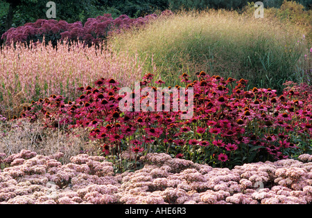 Pensthorpe Millennium Garden Sept Grasses Sedum Echinacea Rubinstern designer Piet Oudolf Stock Photo