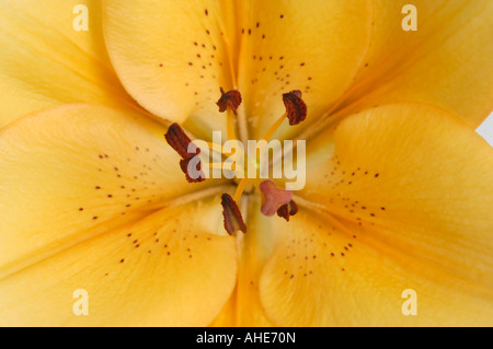 Orange yellow asiatic lily close up Stock Photo