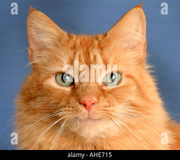 close-up-of-ginger-cat-with-