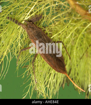 Water Scorpion Nepa cinerea Stock Photo