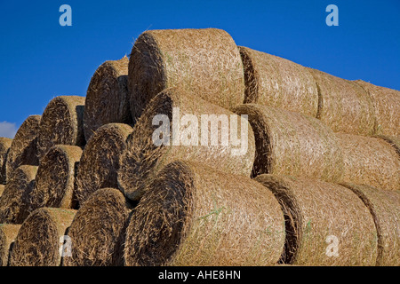 Straw Bales in Herefordshire. Stock Photo