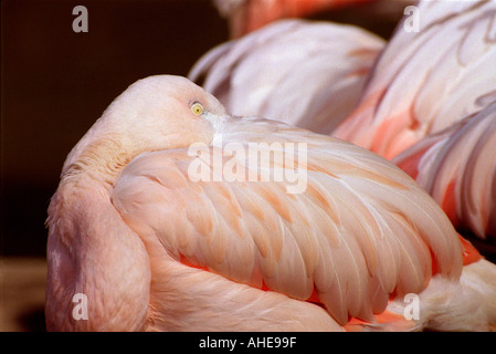 American or Caribbean Flamingo, Phoenicopterus ruber, Phoenicopteridae Stock Photo