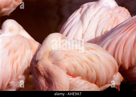 American or Caribbean Flamingo, Phoenicopterus ruber, Phoenicopteridae Stock Photo