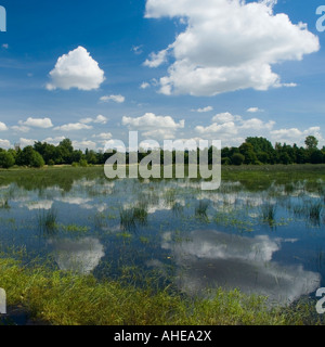 Flooded meadow beside River Thames in Oxford Oxfordshire England UK Stock Photo