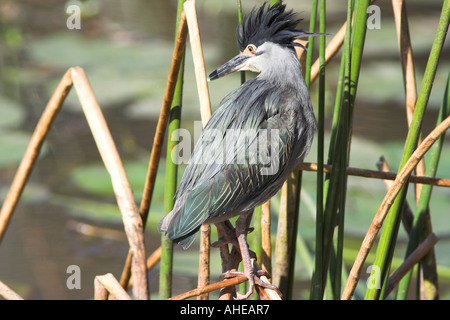 Striated of Green-Backed Heron (butorides striatus) perched on a branch, South Africa Stock Photo
