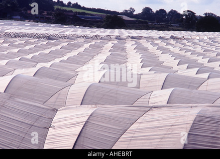 Polytunnels: A valley covered in plastic poly tunnel greenhouses outside Stafford, Staffordshire, England Stock Photo