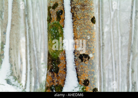 An unusual image of a colourful smooth tree trunk covered in lichens and moss with a line of wind blown snow stuck on it Stock Photo