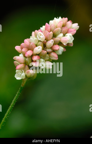 Flower of Bistort, Polygonum bistorta, Wales, UK. Stock Photo