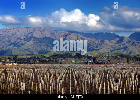 The Wither Hills behind a vineyard near Blenheim Marlborough New Zealand Stock Photo
