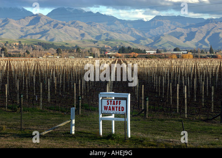 Staff wanted sign at vineyard near Blenheim Marlborough New Zealand Stock Photo
