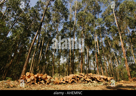 Stack of trunks of cut trees in the mountain range of Serra do Buçaco, formerly Bussaco central Portugal Stock Photo