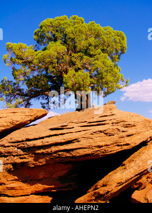 Lone tree standing on top of red sandstone rocks against a deep blue sky with a few nearby clouds Stock Photo