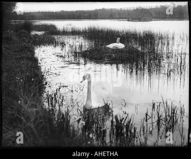 Swans Among Reeds Stock Photo