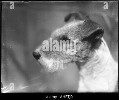 Wire Fox Terrier Stock Photo