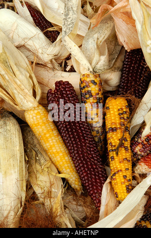 Ears of corn Stock Photo