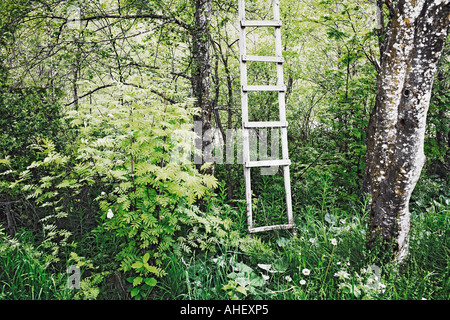 Wooden Ladder Standing In Forest Dolomites European Alps Italy Stock Photo