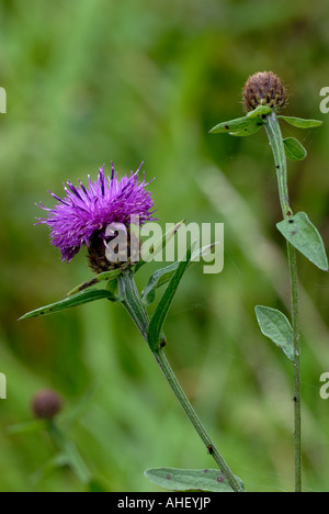 Black Knapweed, Centaurea nigra flower, Wales, UK. Stock Photo