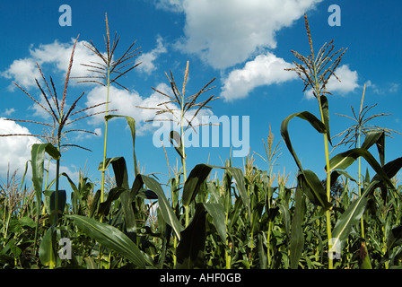 Maize Corn Crops Growing in a Field Low Angle Stock Photo