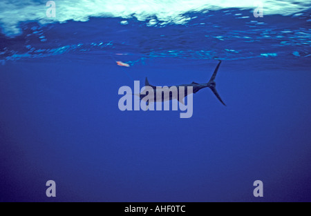 Blue marlin fishing hooked fish diving back into the water Stock Photo