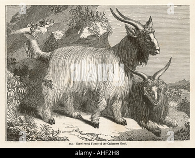 Cashmere Goat Stock Photo