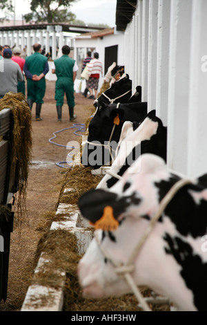 Holstein cattle show Azores islands Portugal Stock Photo