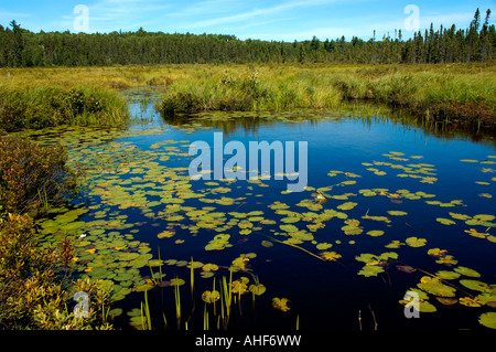 Water lilies along Spruce Bog Trail Algonquin Provincial Park Ontario Canada Stock Photo