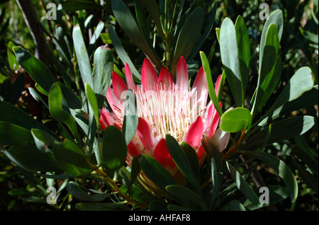 Kirstenbosch Botanical Gardens Cape Town South Africa RSA King Protea in Bloom Stock Photo