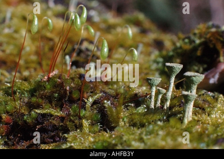 CLOSE UP OF LICHEN, CLADONIA COCCIFERA Stock Photo