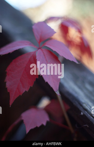 Red fall Boston ivy (Partenocissus tricuspidata) ornamental plant in sun light with fruit 8 Stock Photo