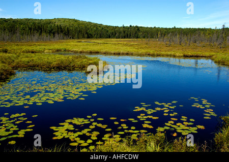 Water lilies along Spruce Bog Trail Algonquin Provincial Park Ontario Canada Stock Photo