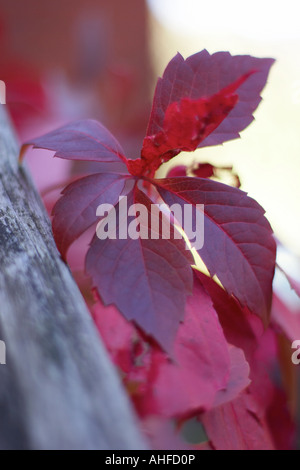 Red fall Boston ivy (Partenocissus tricuspidata) ornamental plant in sun light with fruit 7 Stock Photo