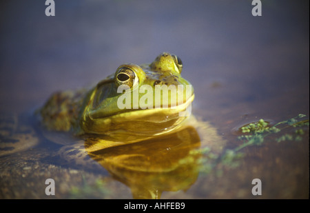 Bullfrog Rana catesbeiana Acadia national park New England USA Stock Photo