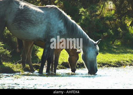 New Forest Ponies, Mare and Foal Drinking Stock Photo