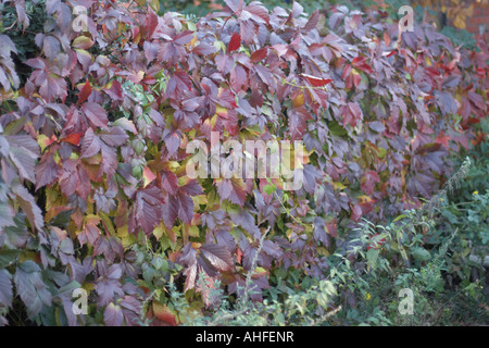 Red fall Boston ivy (Partenocissus tricuspidata) ornamental plant in sun light with fruit 6 Stock Photo